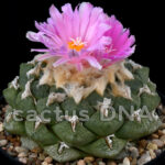 Ariocarpus fissuratus v. lloydii - Las Casitas, Zacatecas, Mexico