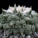 Ariocarpus retusus cv. 'Cauliflower' - Type III	ex Thailand