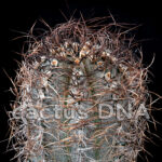 Astrophytum capricorne v. minor - SB 323 Saltillo, COA, Mexico