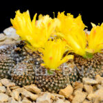 Copiapoa	laui - FK 439 Guanillos, Antofagasta, Chile