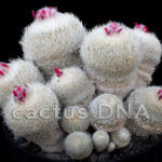 Epithelantha micromeris - SB 63 Sacramento Mts, NM, USA