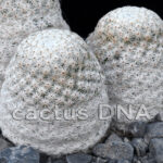 Mammillaria albiflora - Mineral de Pozos, GUA, Mexico