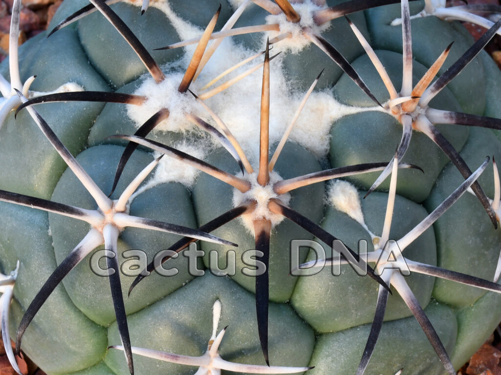 Coryphantha poselgeriana v. valida - VZD 1193 Estación Pasaje, DUR ...