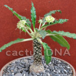 Dorstenia crispa v. crispa - C&J