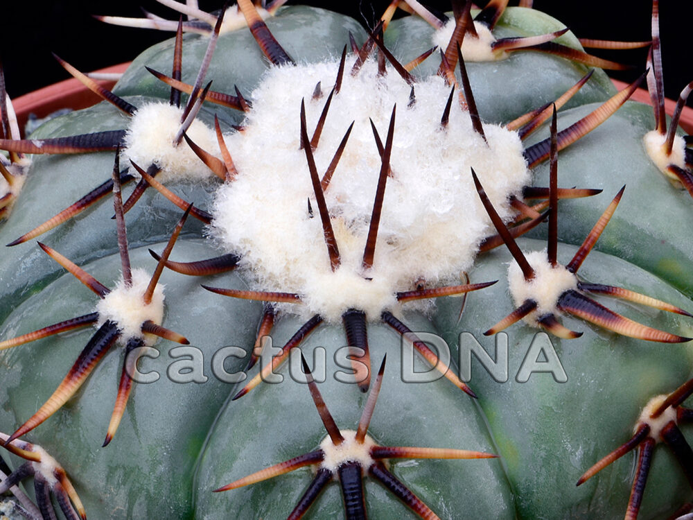 Echinocactus horizonthalonius - Tula, TAM, Mexico | Cactus DNA