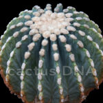 Ferocactus glauescens f. inermis