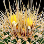 Ferocactus reppenhagenii - Cerro el Laurel, MIC, Mexico