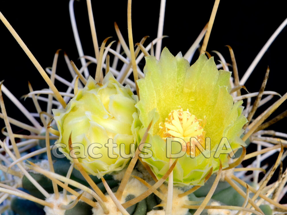 Glandulicactus wrightii cv. 'Durango Lime' | Cactus DNA