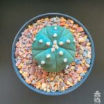 Astrophytum asterias cv. 'Fukuryu' 5ribs nudum no7