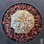 Astrophytum asterias cv. 'SK StarShape V-type' (1)