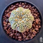 Astrophytum asterias cv. 'SK StarShape V-type' (7)