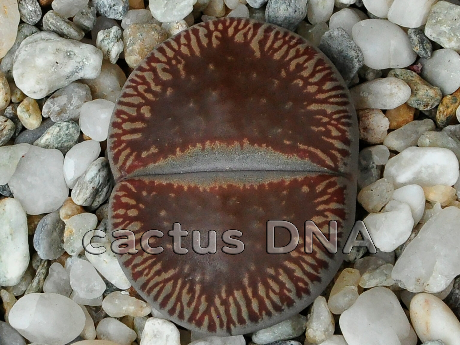 Lithops aucampiae ssp. euniceae v. fluminalis - C054 | Cactus DNA