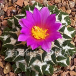 Ariocarpus kotschoubeyanus ZAC, Mexico