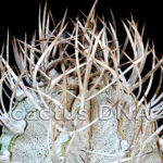 Astrophytum capricorne v. niveum - (S) ex SB 1158 Los Imagines, COA, MX