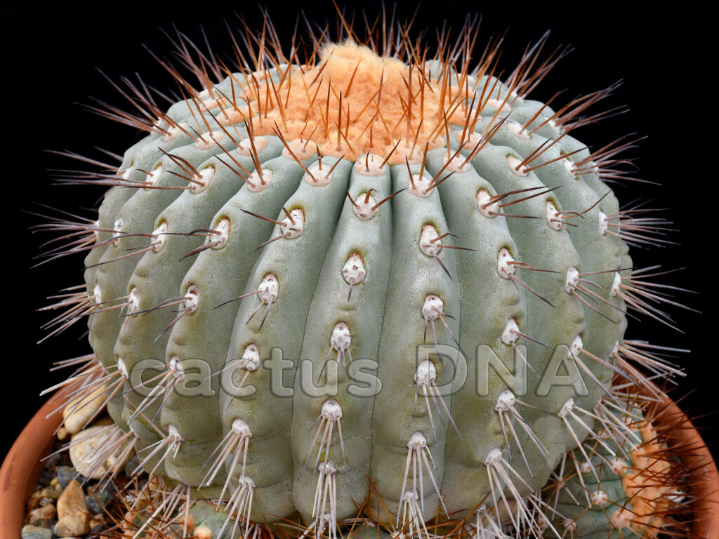 Copiapoa gigantea - ex USA | Cactus DNA