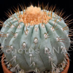 Copiapoa	gigantea - ex USA