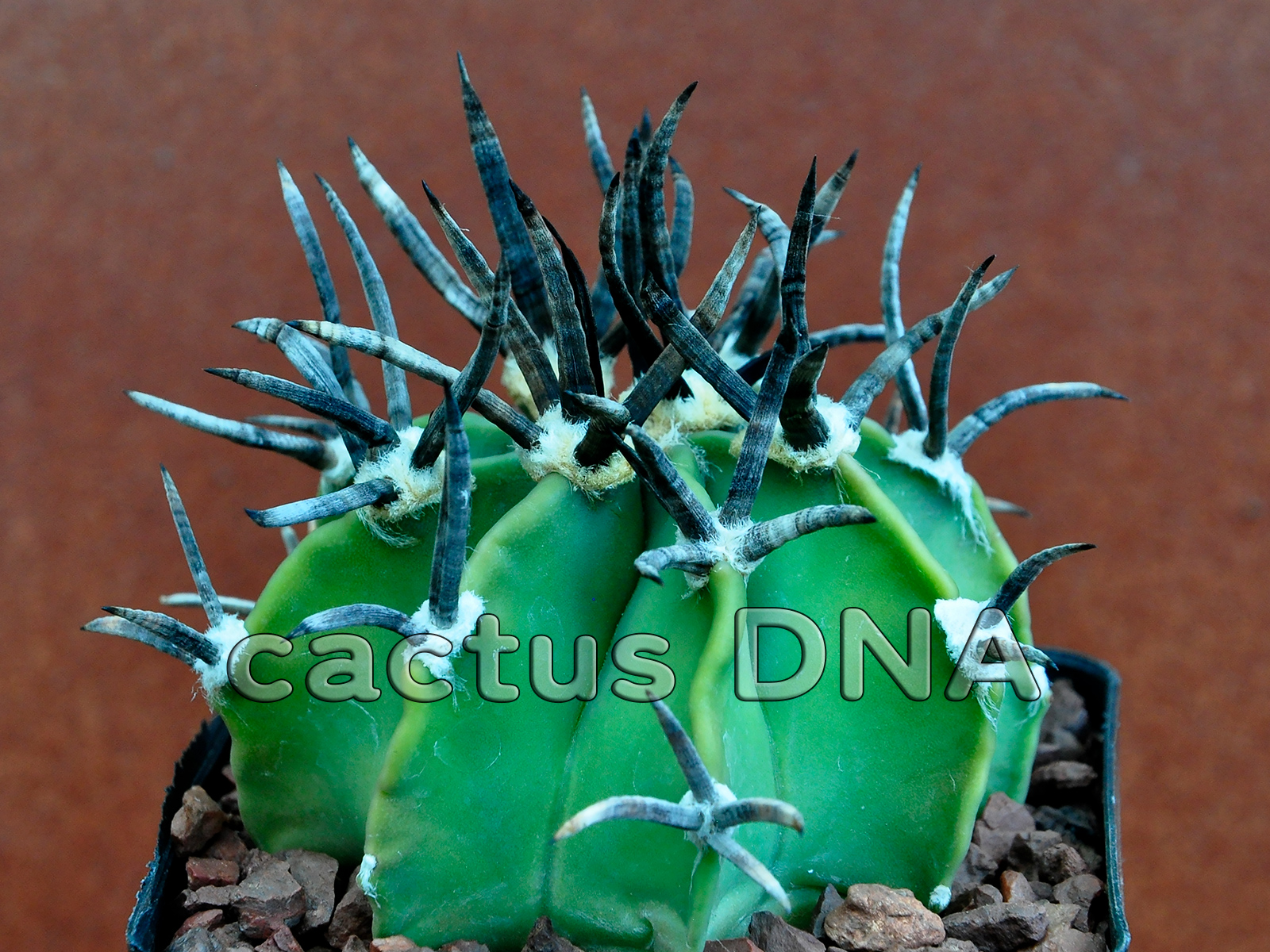 bambus nicht horstbildend Bambus Fargesia nitida Red Dragon nicht wuchernd immergrün 80cm 23cm f