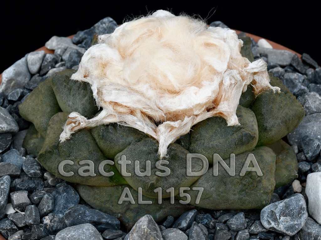 Ariocarpus fissuratus v. lloydii - AL 1157 Boquillas del Refugio, COA ...