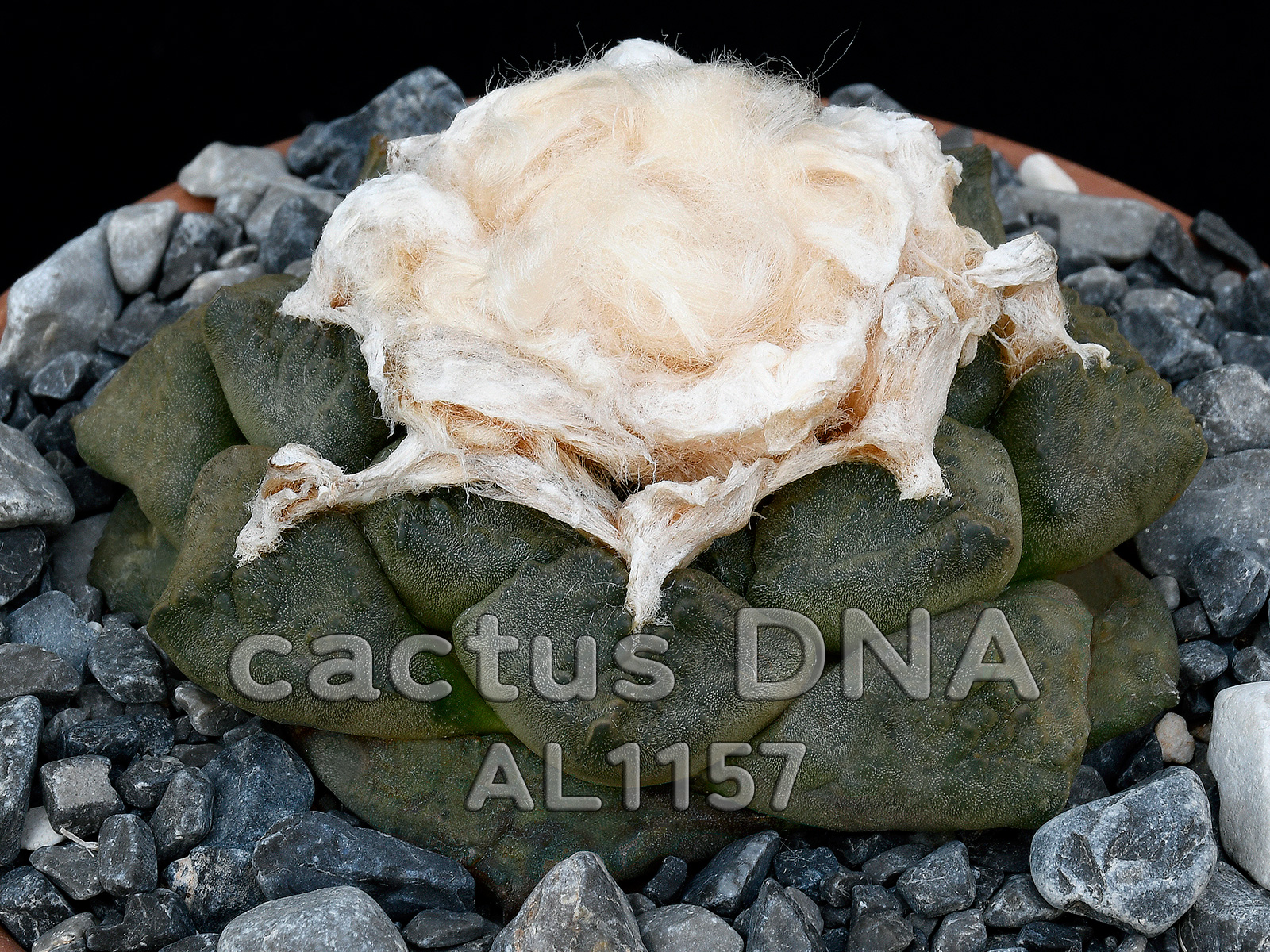 Ariocarpus fissuratus v. lloydii AL 1157 Ariocarpus fissuratus v. lloydii - AL 1157 Boquillas del Refugio, COA, Mexico (F1) - Image 1