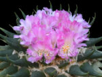 Ariocarpus trigonus cv. 'Princesa' - F2 ex Greece