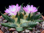 Ariocarpus trigonus cv. 'Princesa' - F2 ex Greece - Image 3