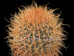 Ferocactus chrysacanthus x gracilis - 'Yellow Spination'  (F2) - Image 2