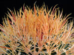 Ferocactus chrysacanthus x gracilis - 'Yellow Spination'  (F2) - Image 3