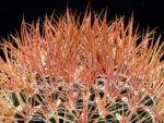 Ferocactus chrysacanthus x gracilis - 'Red Spination'  (F2)