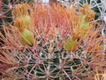 Ferocactus chrysacanthus x gracilis - 'Red Spination'  (F2) - Image 2