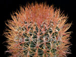 Ferocactus chrysacanthus x gracilis - 'Red Spination'  (F2) - Image 3