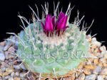 Strombocactus esperanzae x disciformis - Hybrid  (F2) - Image 4