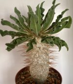 Pachypodium namaquanum