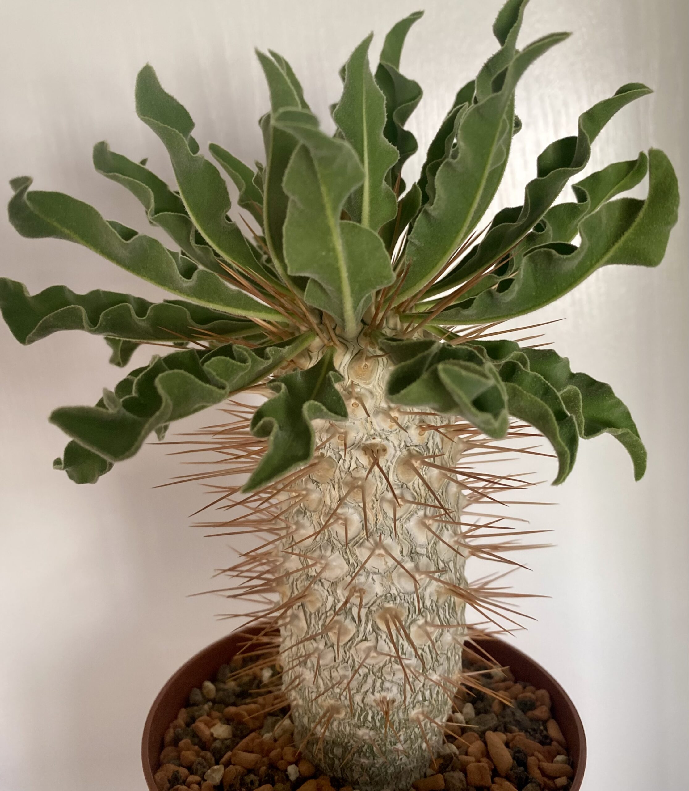 IMG_4480 Pachypodium namaquanum - Image 1