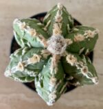 Astrophytum myriostigma - Image 4