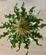 Pachypodium namaquanum - Image 3