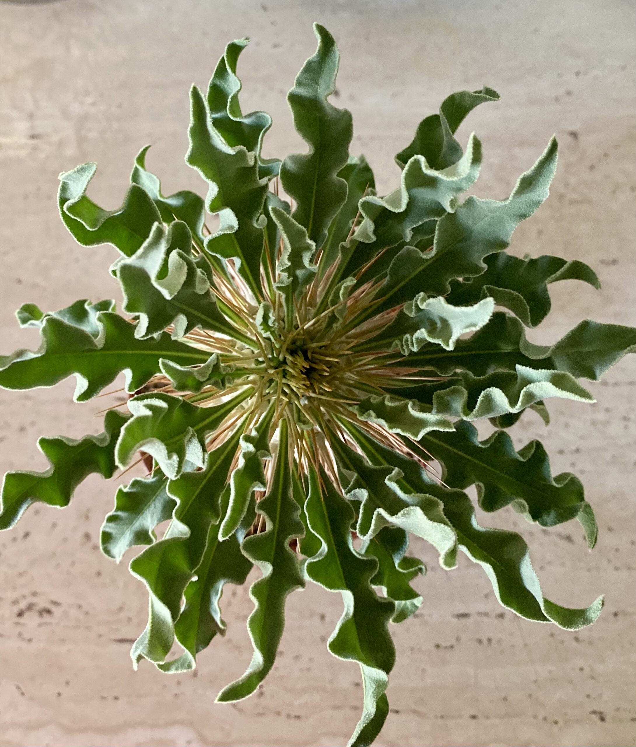 IMG_4482 Pachypodium namaquanum - Image 3