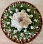 Obregonia denegrii - Image 2