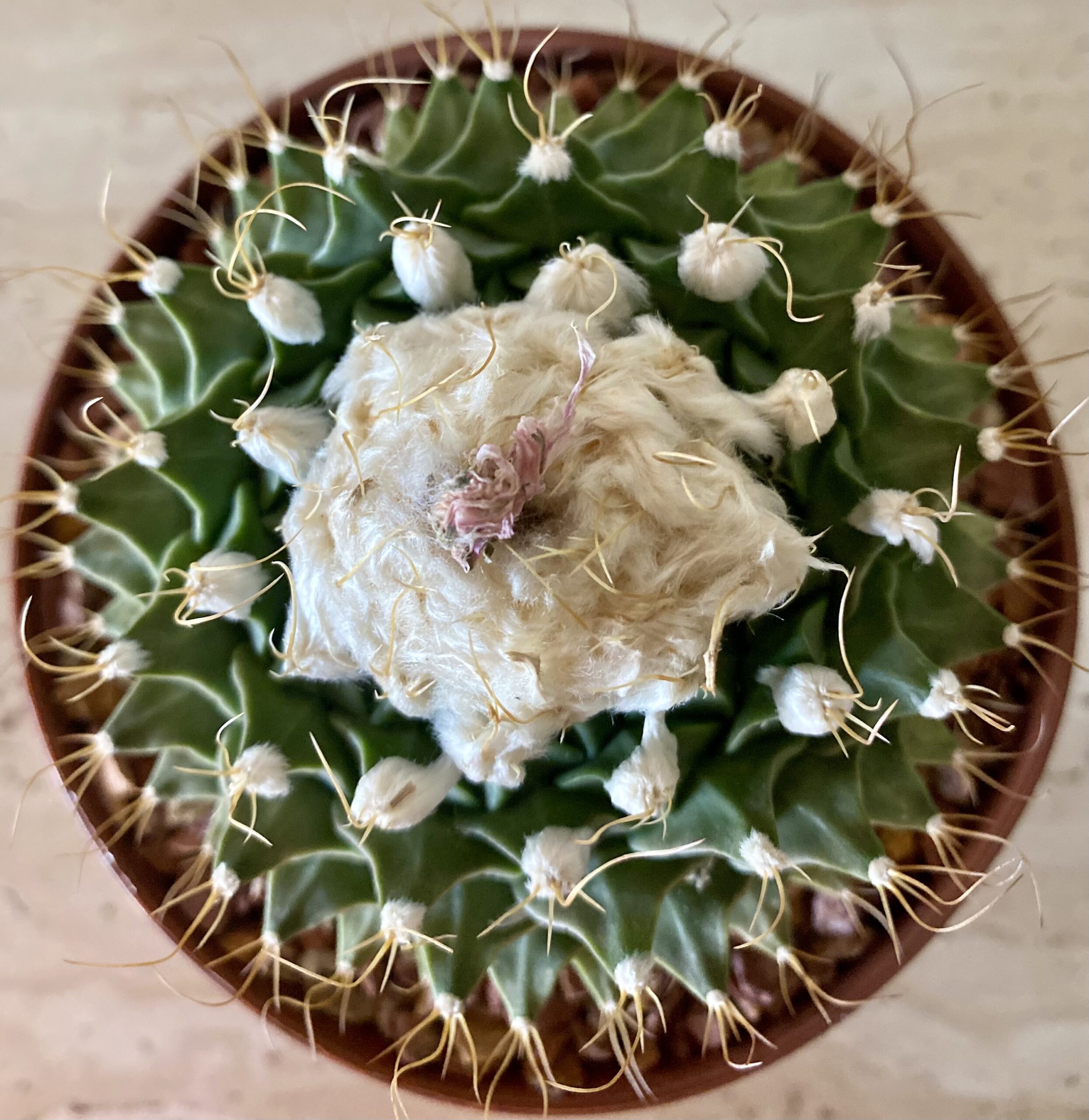 IMG_4487 Obregonia denegrii - Image 2