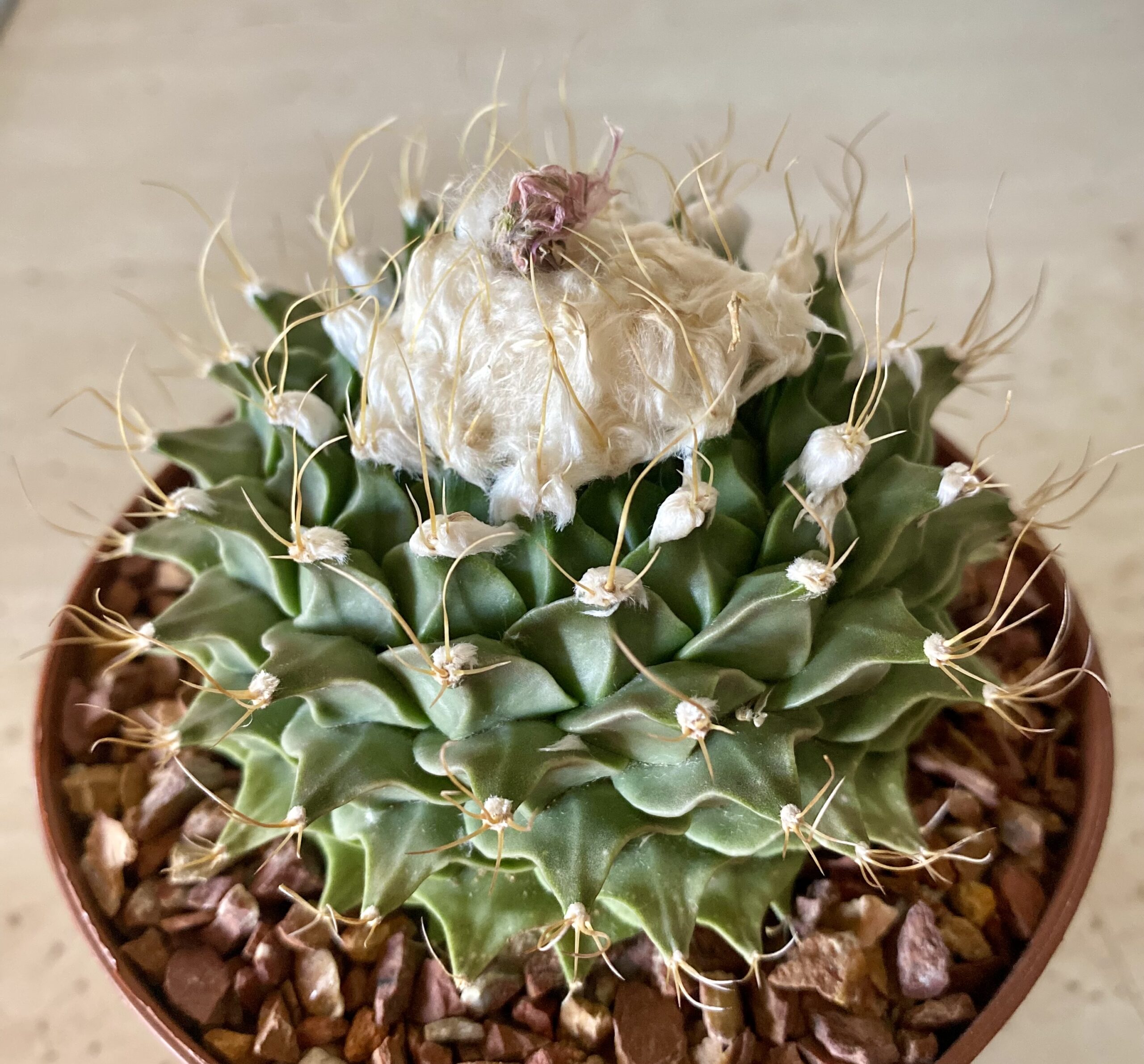 IMG_4488 Obregonia denegrii - Image 1