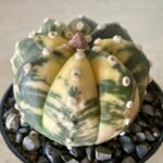 Astrophytum asterias