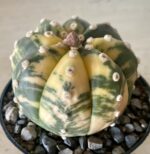 Astrophytum asterias