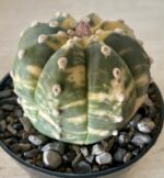 Astrophytum asterias - Image 4