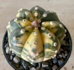 Astrophytum asterias - Image 3