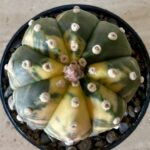 Astrophytum asterias - Image 2