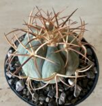 Echinocactus horizonthalonius - Image 3