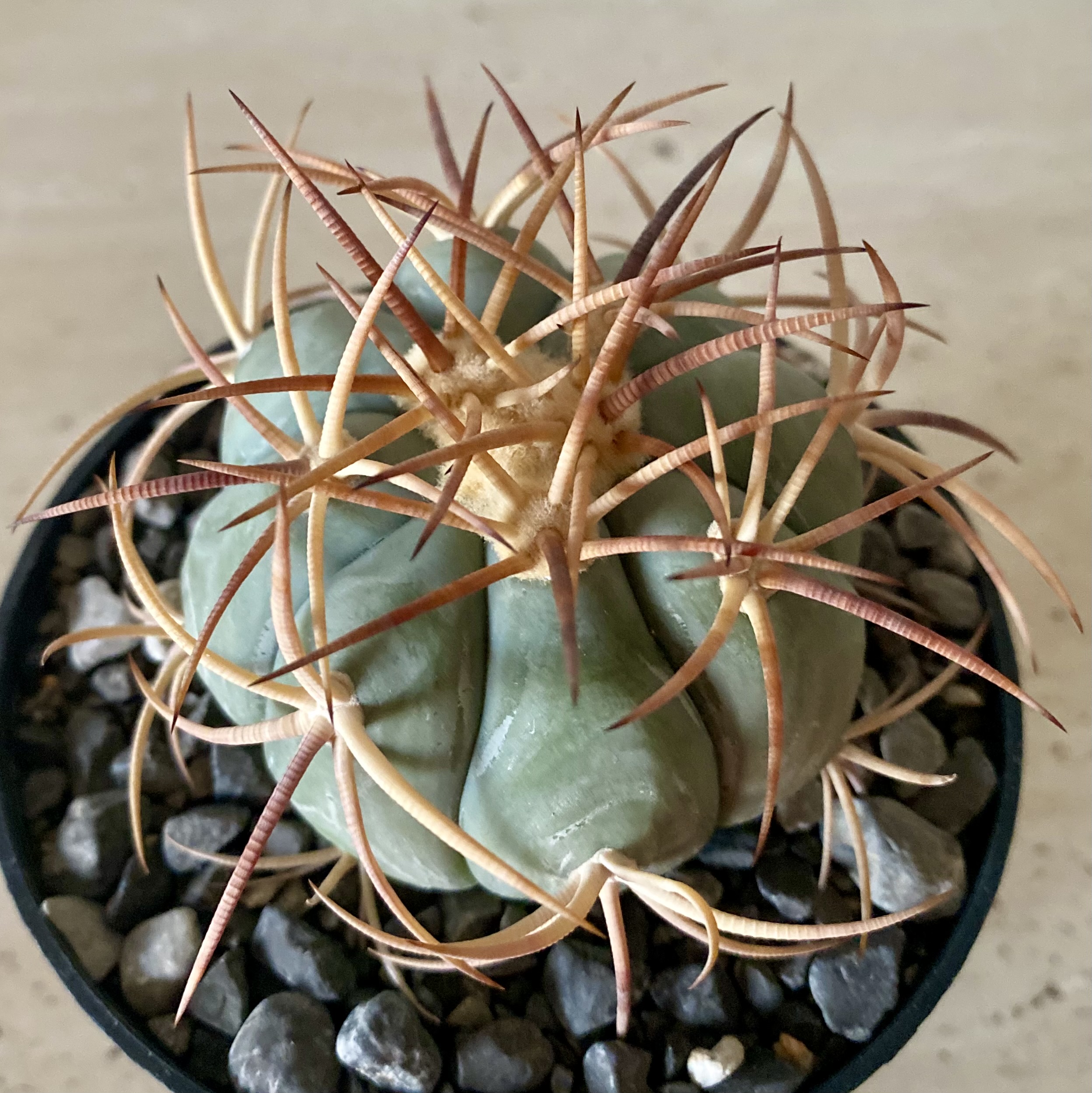 IMG_4496 Echinocactus horizonthalonius - Image 1