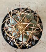 Echinocactus horizonthalonius - Image 2
