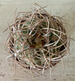 Gymnocalycium cardenasianum - Image 3