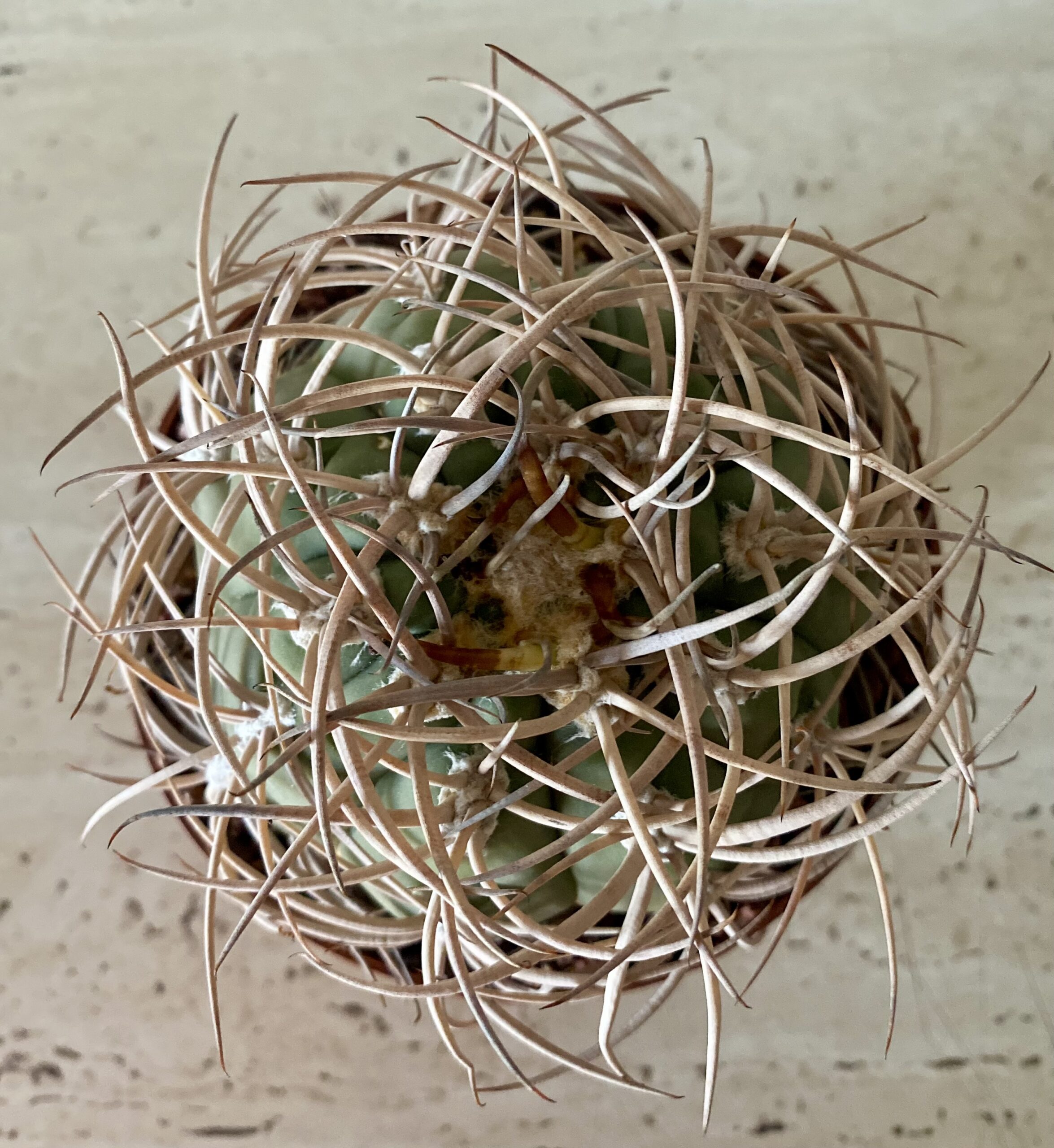 IMG_4498 Gymnocalycium cardenasianum - Image 3