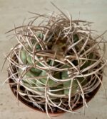 Gymnocalycium cardenasianum